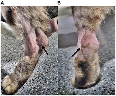 Case report: Primary chronic calcaneal bursitis treated with subtotal bursectomy in a cat